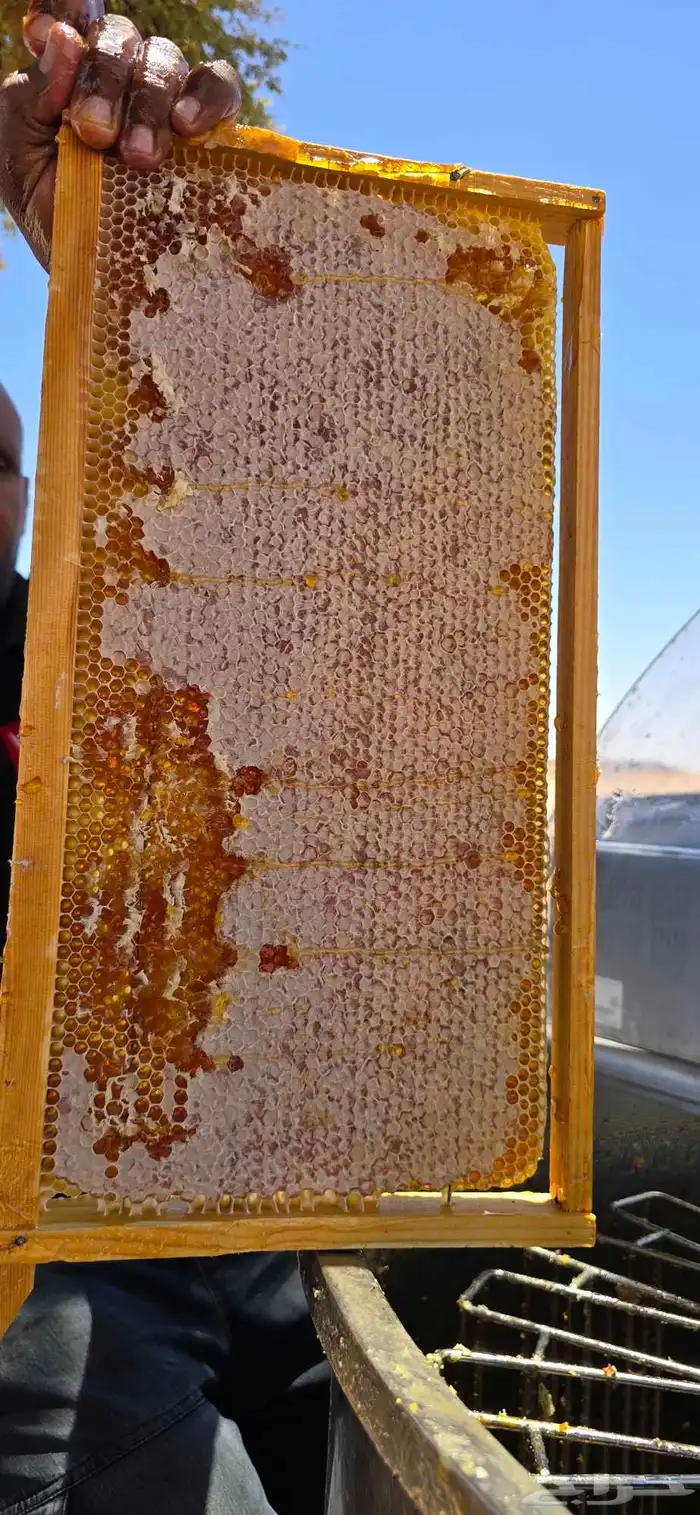 عسل   طلح حائل 3