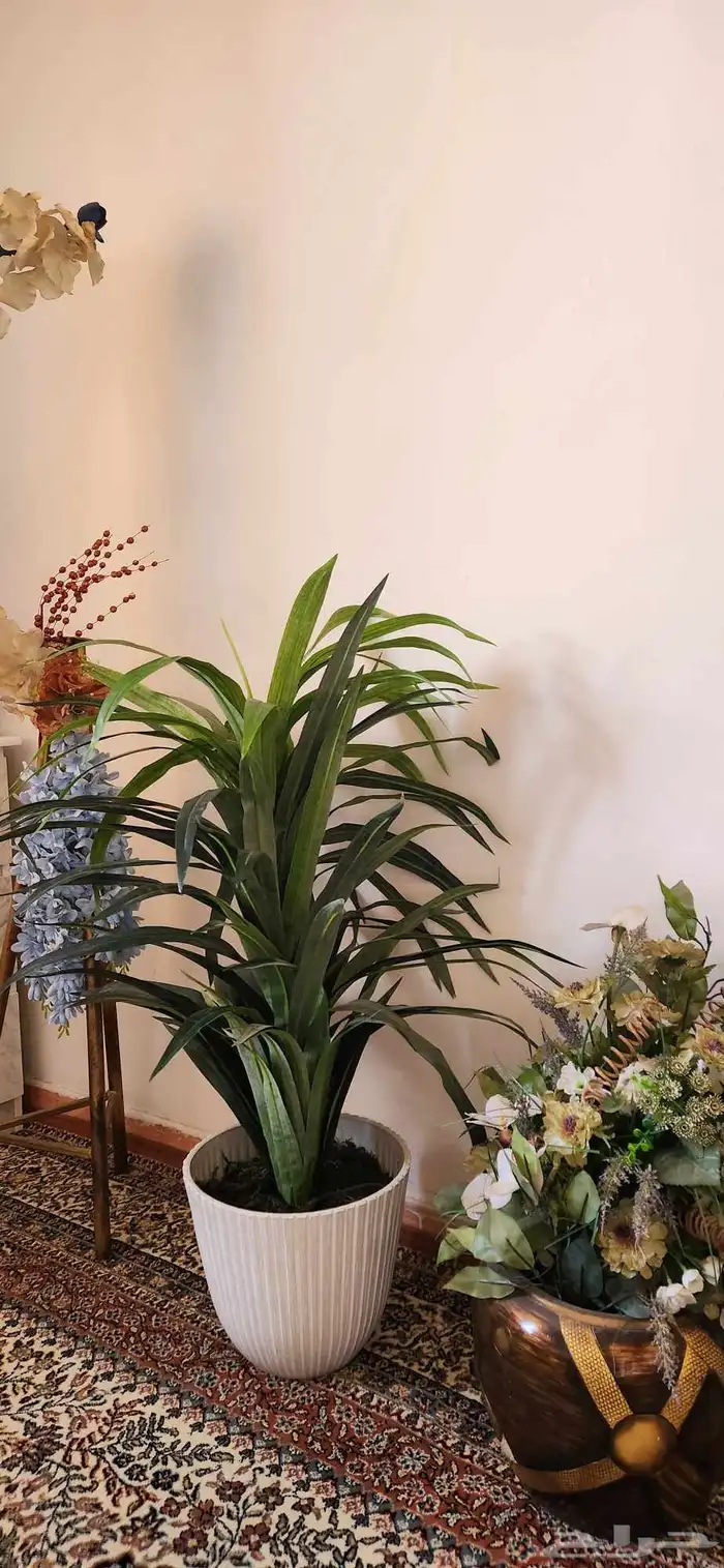 ادوات منزلية 2 كنب 3 اشجار كلها 1 صندوق مكتب بمفتاحه 10