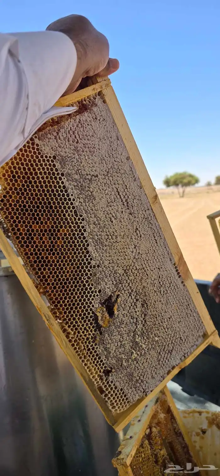 عسل   طلح حائل 2