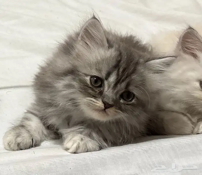 قط هجين (شيرازي و هملايا ) انثى عمره ثلاث شهور و عليها 2