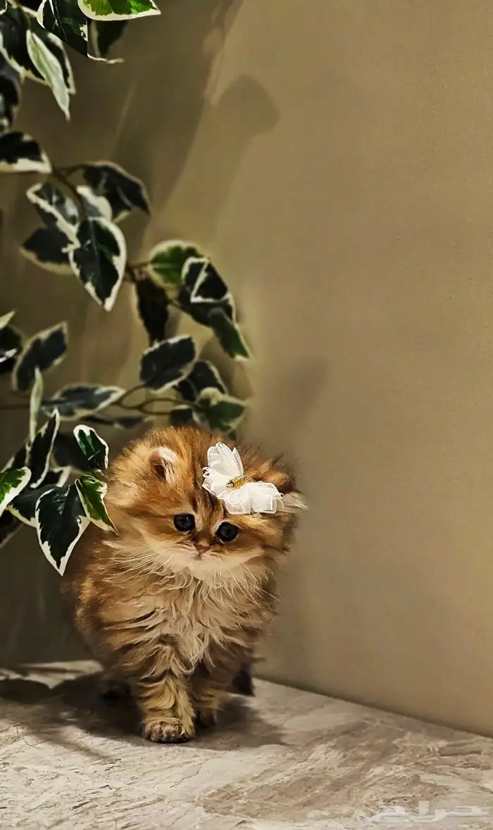 قطط سكوتش صغيره وكبار للبيع 3