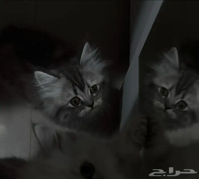 قط هجين (شيرازي و هملايا ) انثى عمره ثلاث شهور و عليها 0