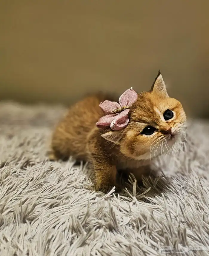 قطط سكوتش صغيره وكبار للبيع 1