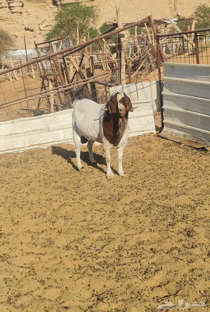 تيس فحل بورقوت فحل طيب ومنتج 7