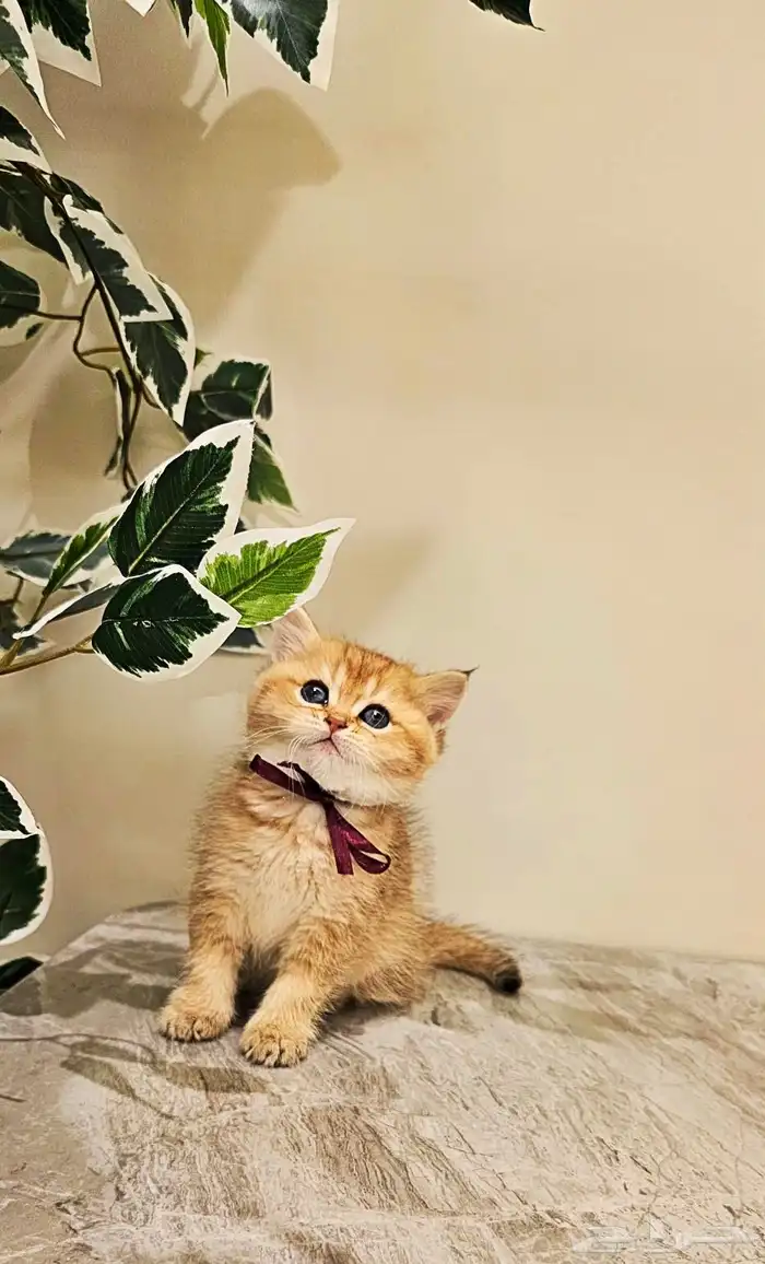 قطط سكوتش صغيره وكبار للبيع 0