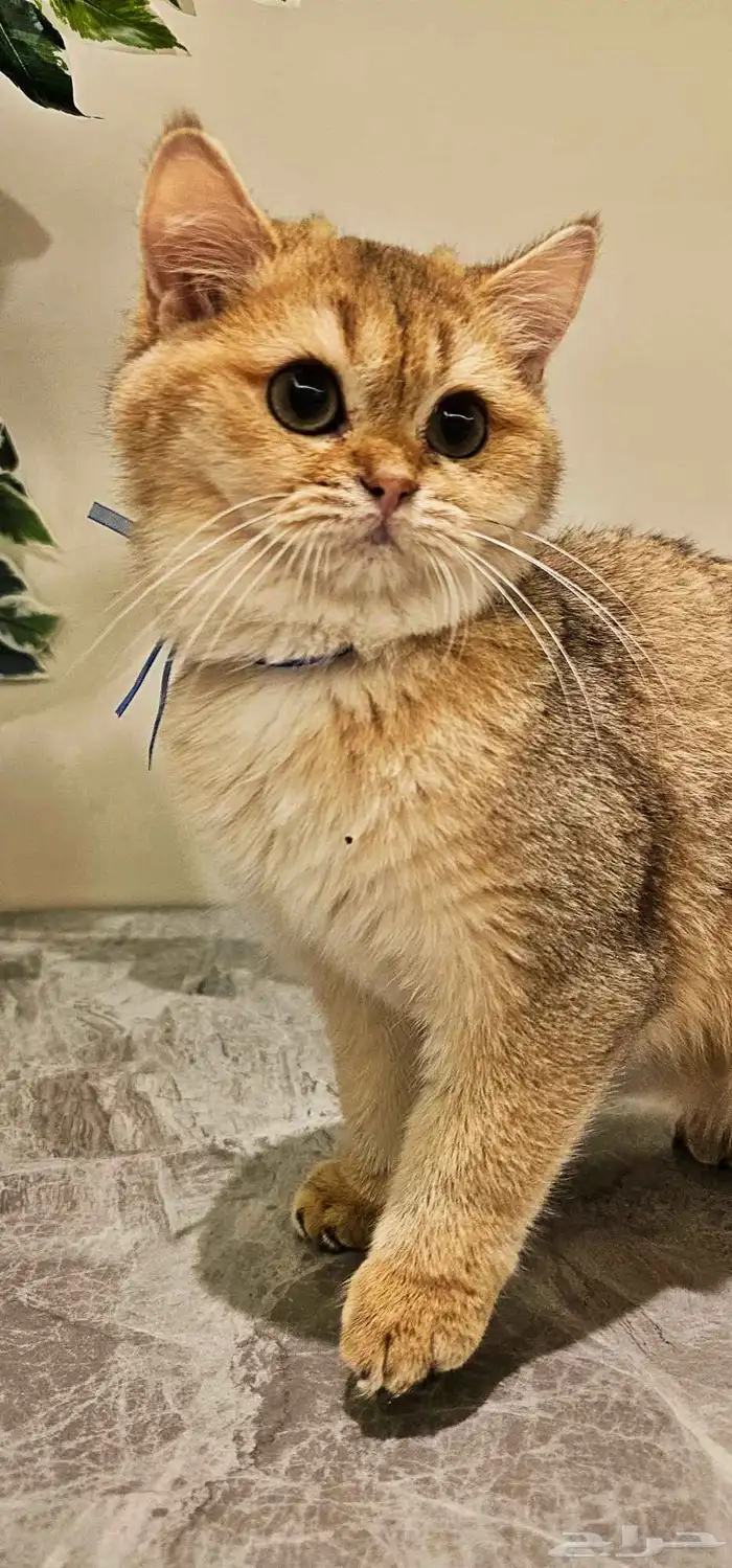 قطط سكوتش صغيره وكبار للبيع 6