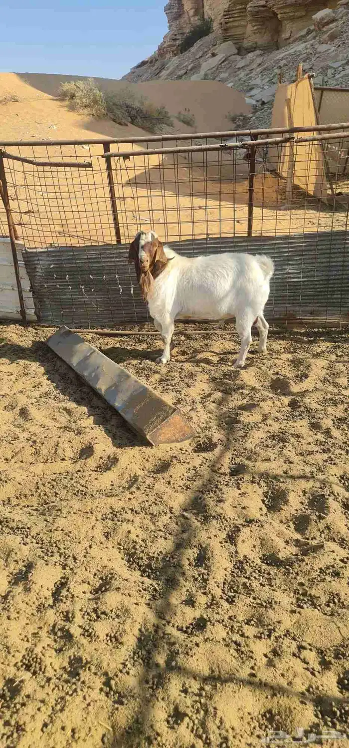 تيس فحل بورقوت فحل طيب ومنتج 6