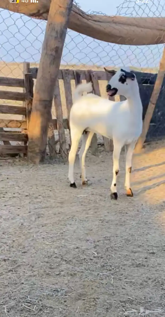 جفره بيشيه طيب 0