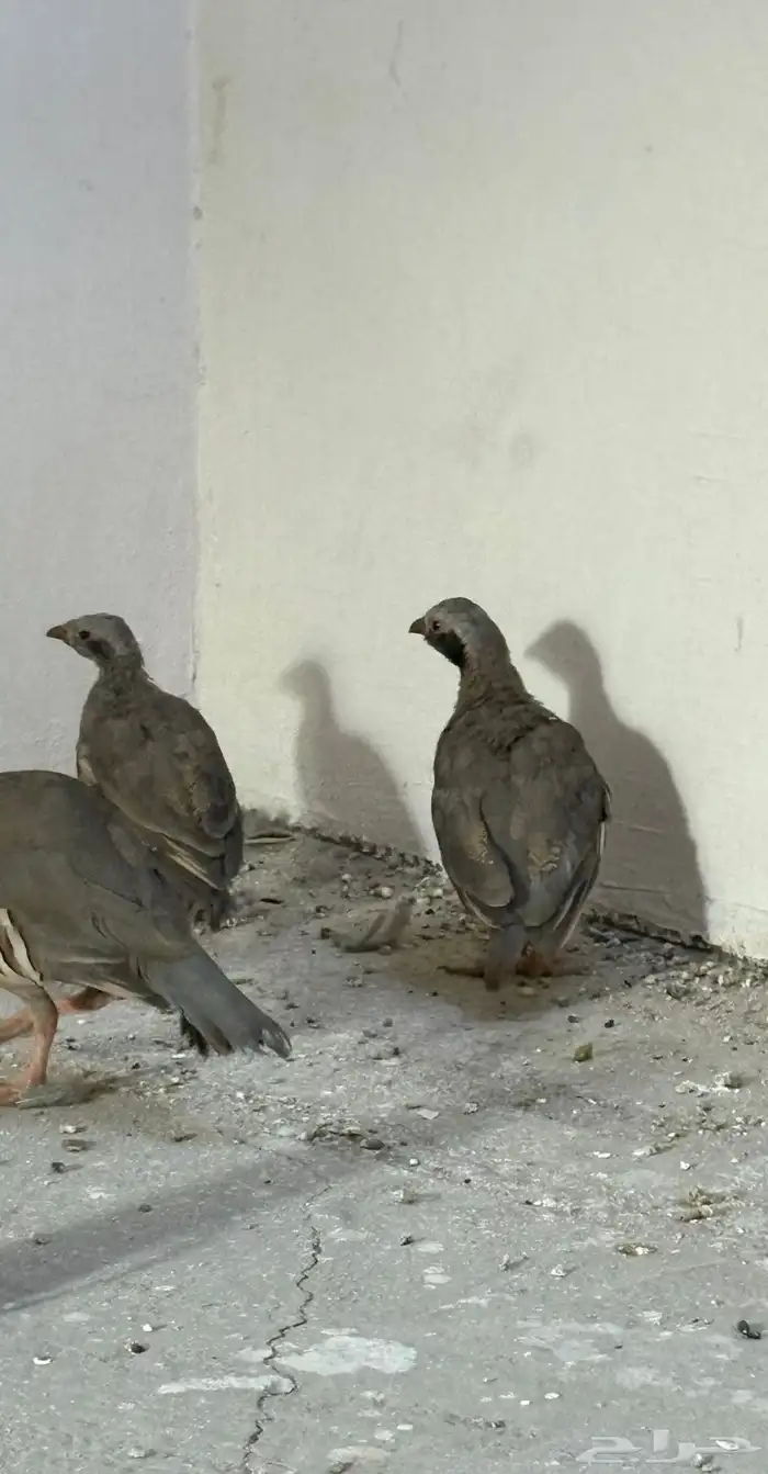 حجل أعاقيب ابو خد اسود سفع 3