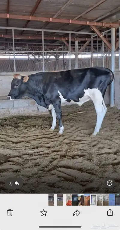 ثور الماني العمر سنتين 0