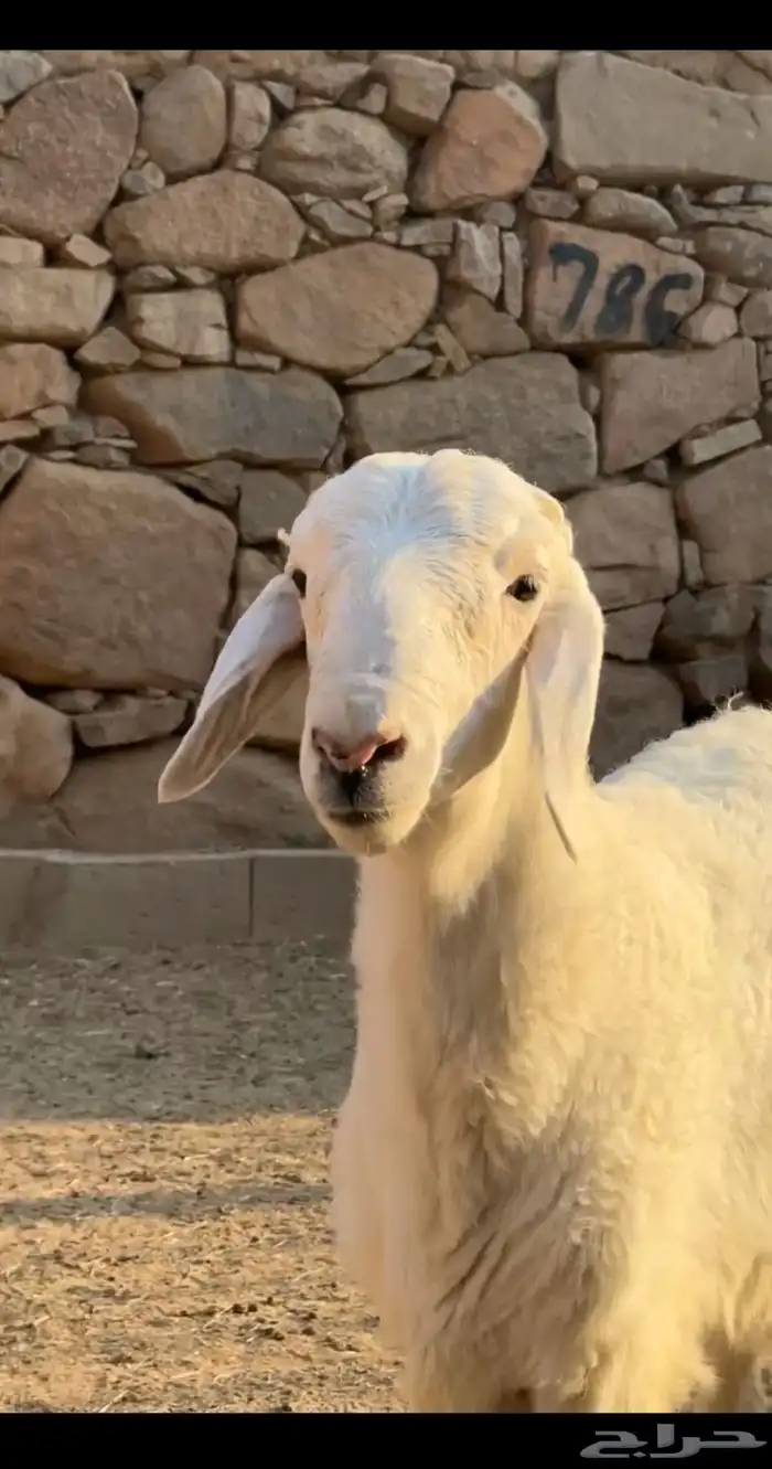 خروفين مشاريع فحول 0