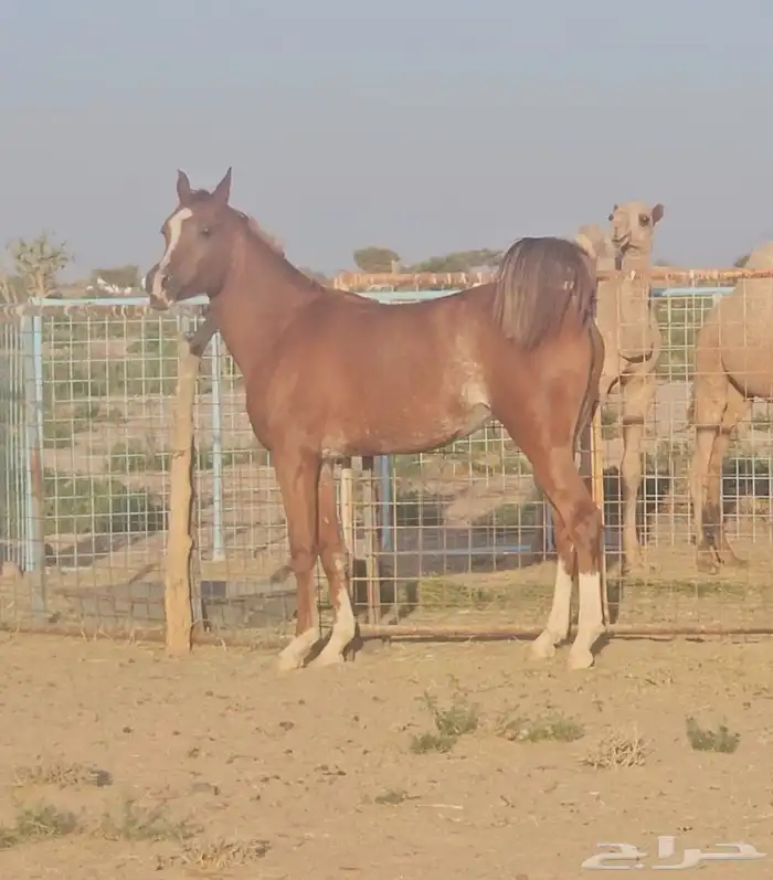 فرس شعبية للبيع 1