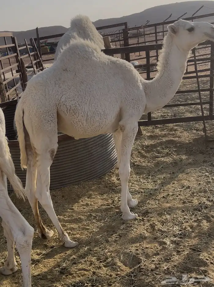 قعدان عدد 2 للبيع 2