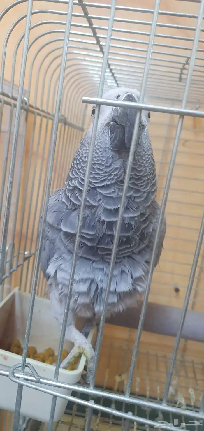 انثى كاسكو وليفة وثلجي 0