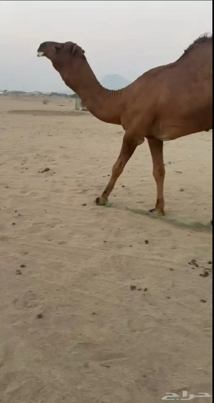 فحل ساحلي ثني تم البيع 2