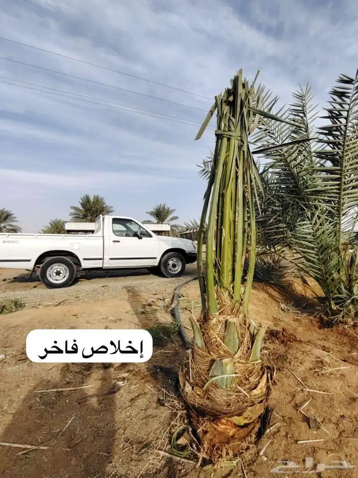 يوجد لدينا نخل عربي 2