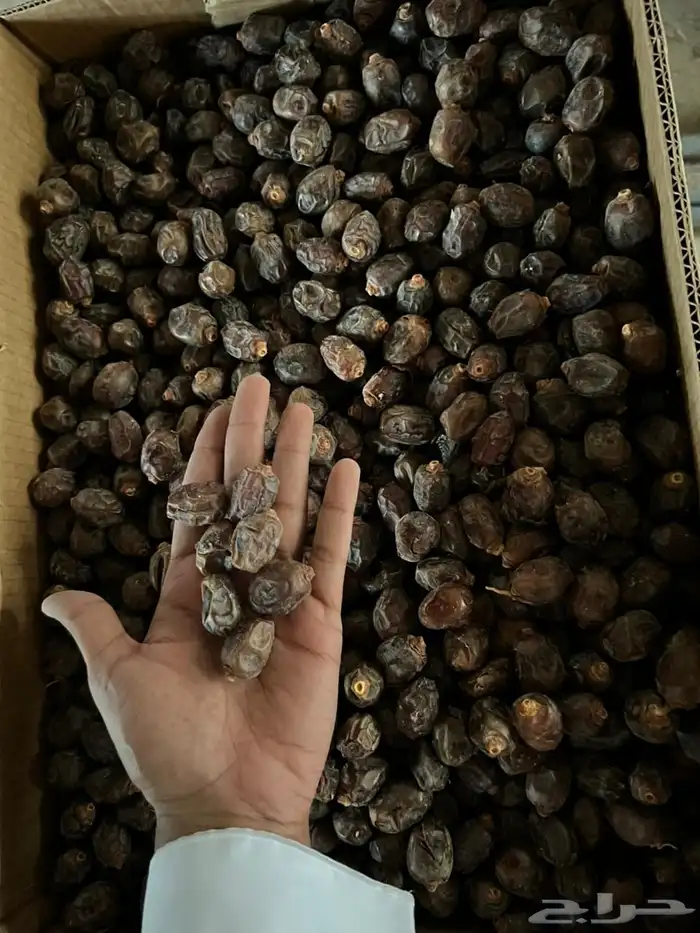 تمر رزيز نثري 1