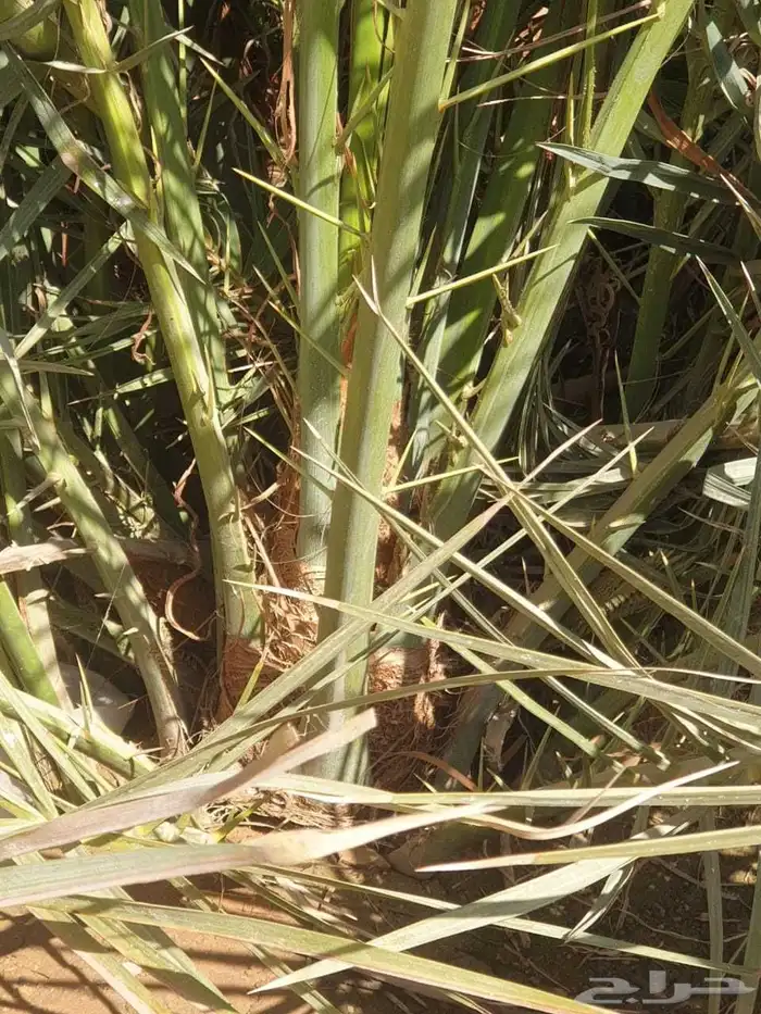 فروخ وجثايث نخل للبيع 2