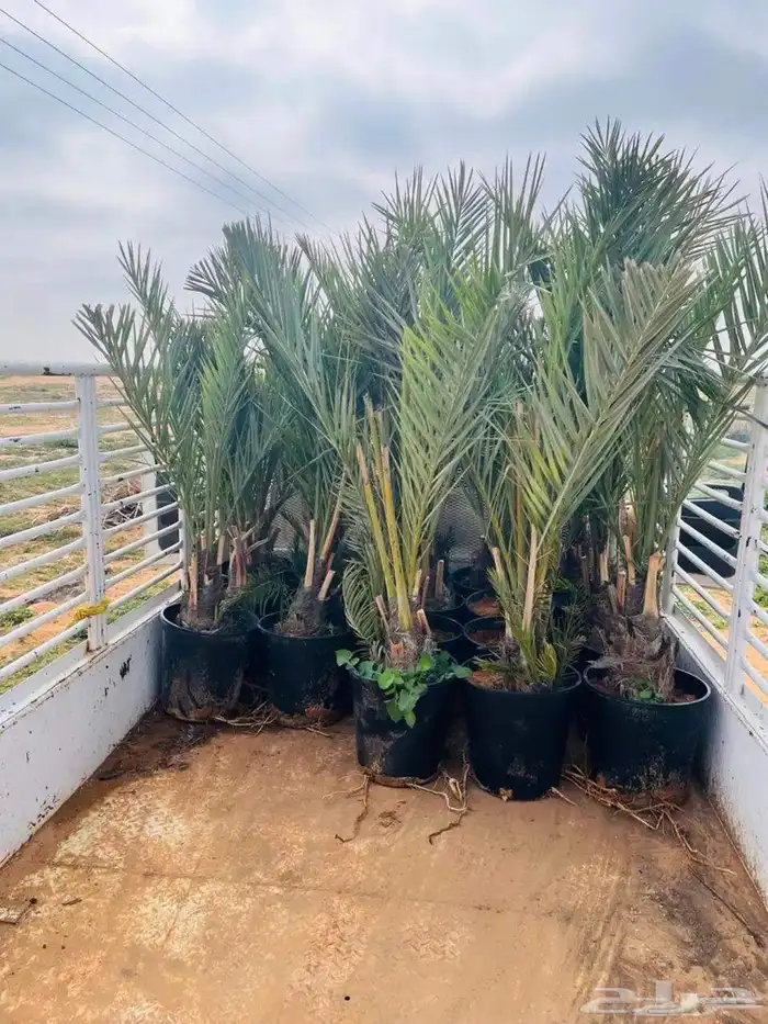 توريد نخيل بجميع انواعه 7