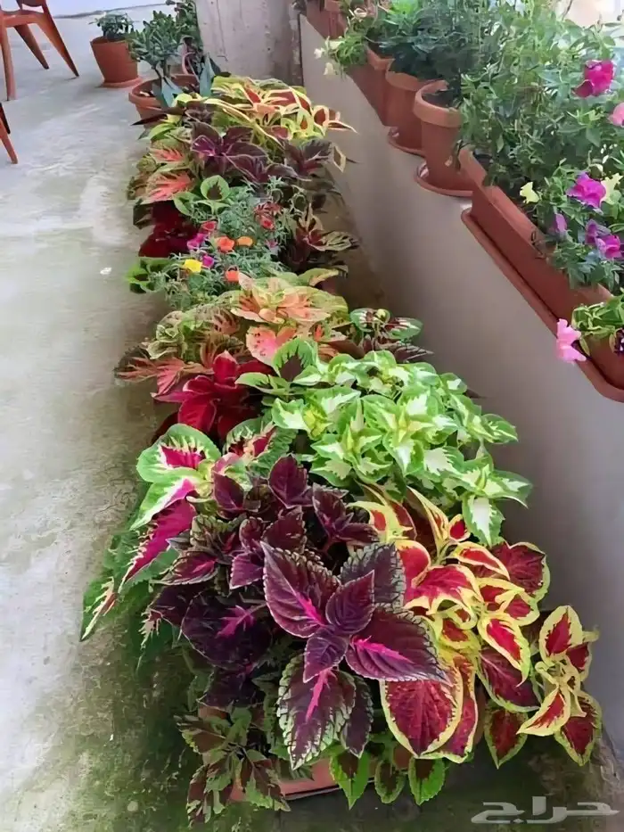 تنسيق حدائق تصميم ديكورات الحدائق تصميم شبكات ري 5