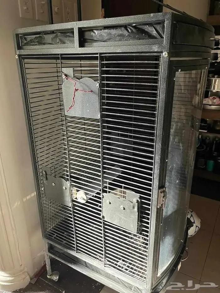 طير كوكاتو 1