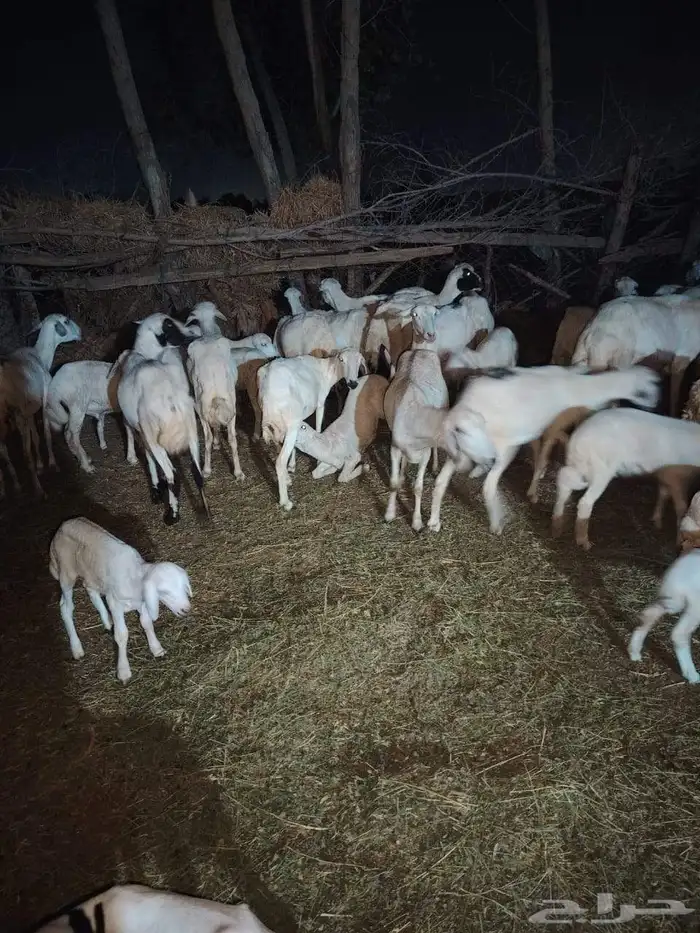 ضان موليد شرف ماهجن حري العدد 40راس واتبع 43راس 0