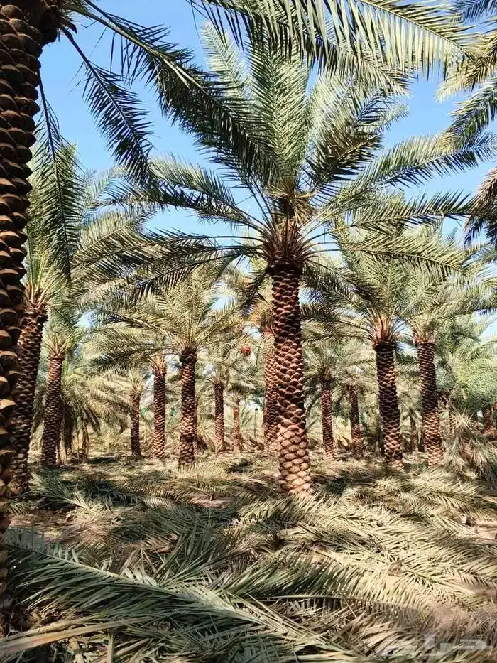 واشنطن نخيل الواشنطن ازينه 9