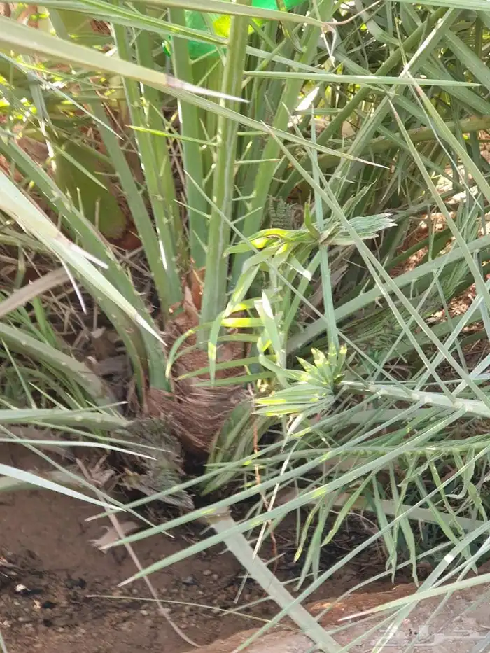 فروخ وجثايث نخل للبيع 3