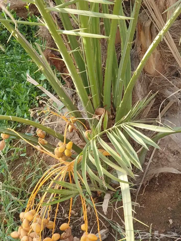 فروخ وجثايث نخل للبيع 1