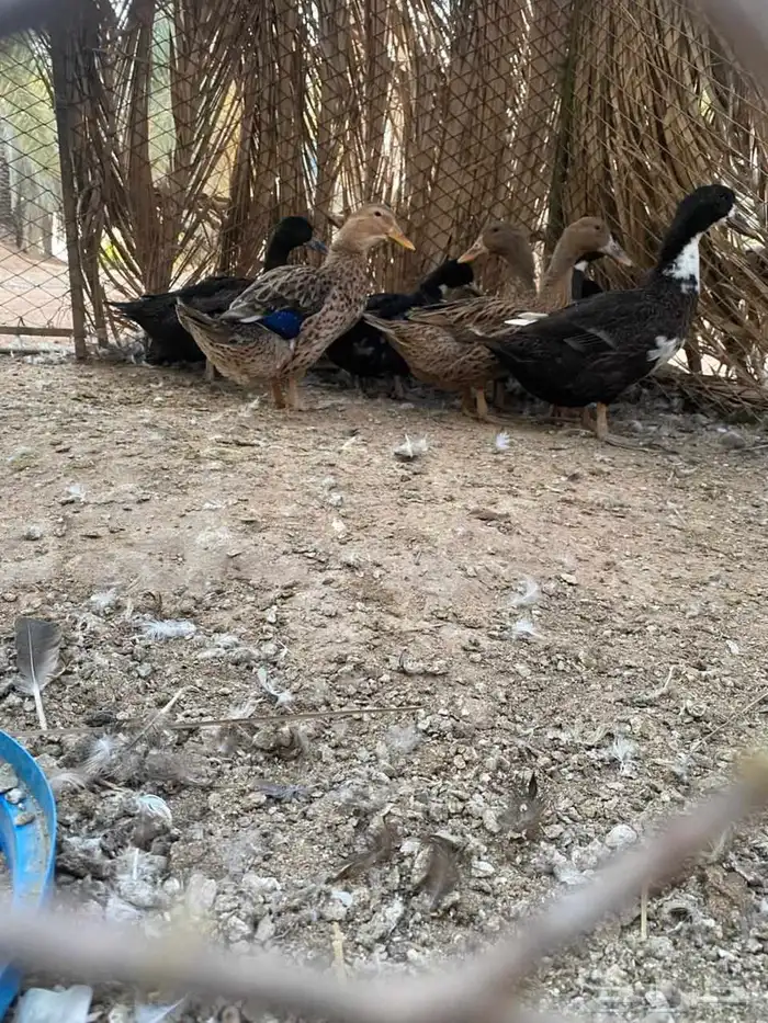 بط بياض رجان 0