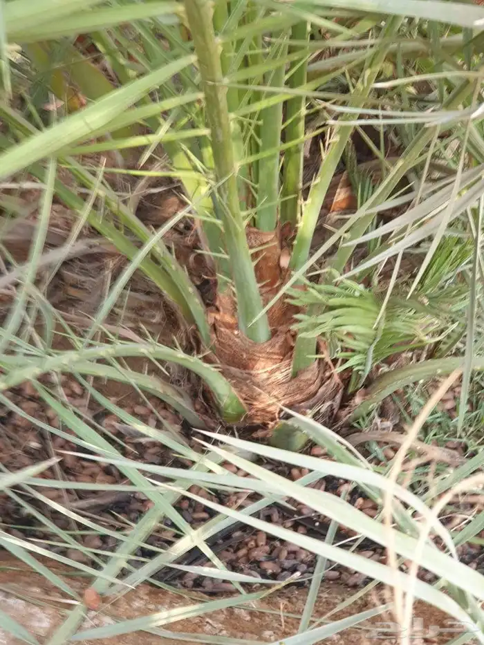 فروخ وجثايث نخل للبيع 0