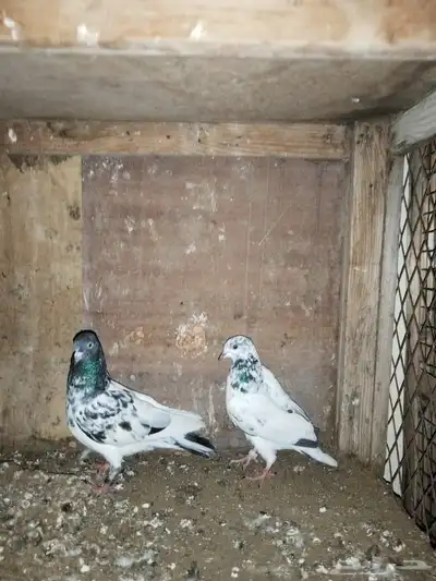 حمام للبيع index