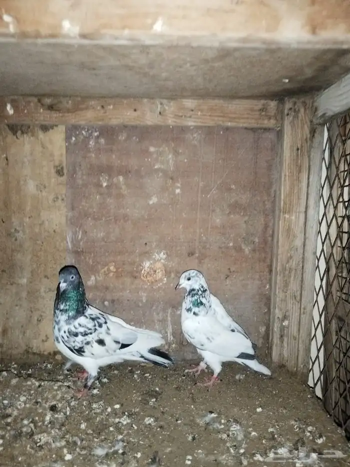 حمام للبيع 2