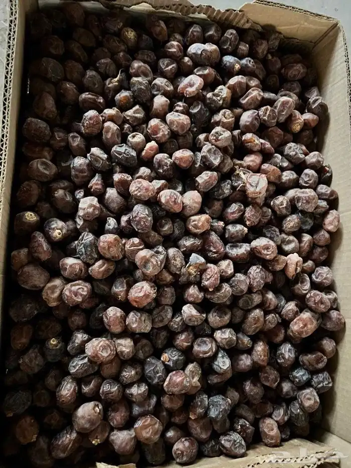 تمر رزيز نثري 0