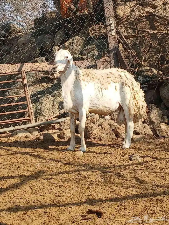 خروف فحل حري مشروط 0