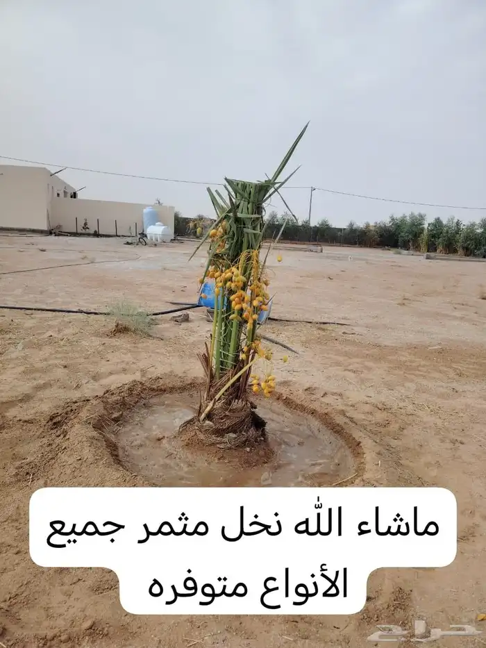 فسايل ونخيل كبير ونقابل بجميع انواعها ومقاساته 3