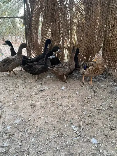 بط بياض رجان index