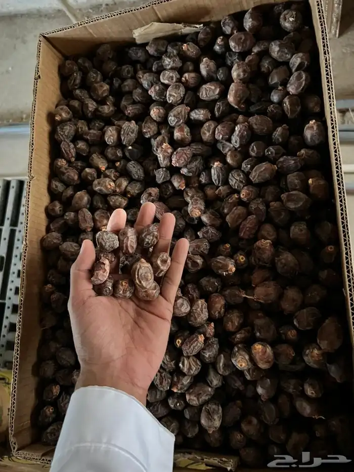 تمر رزيز نثري 2