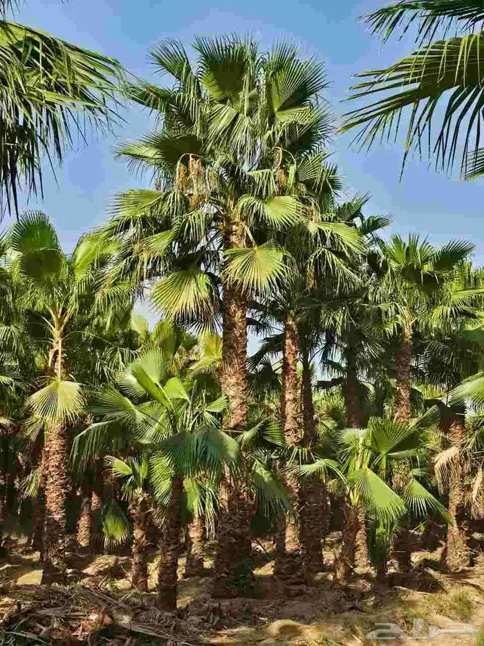 نخل واشنطونيا للبيع من اربعه متر ال تسعه متر العدد200حبه 1