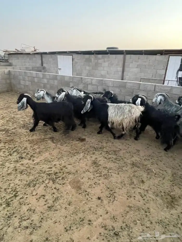 غنم دفيع 19