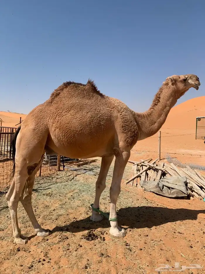 بعير رماني 2