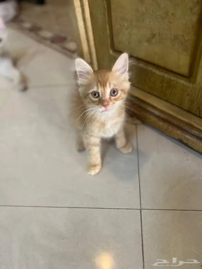 اربعه قطط للتبني 4