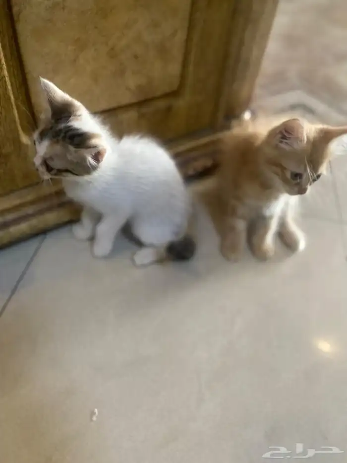 اربعه قطط للتبني 0