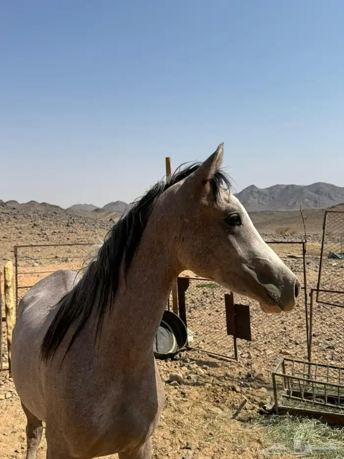 للبيع حصان شعبي 2