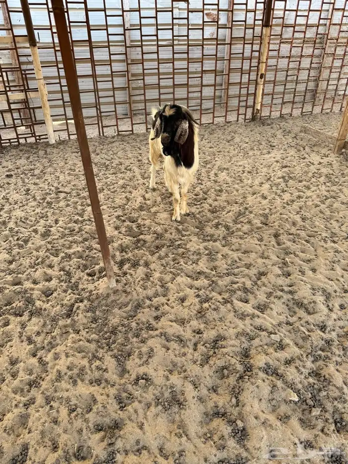 تيس بورقوت 1