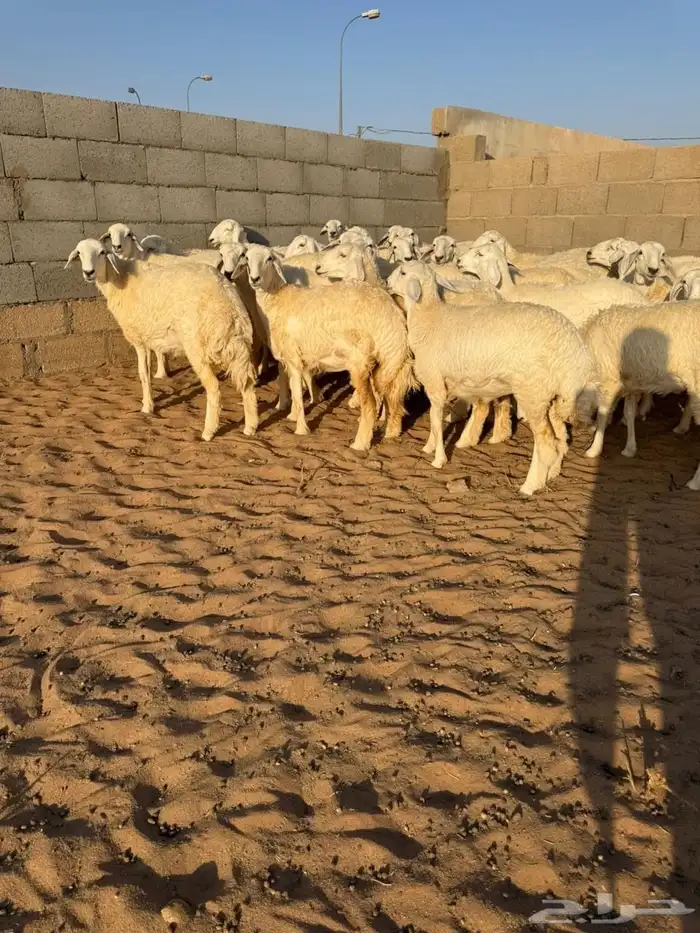 رخال حريات صنف 2