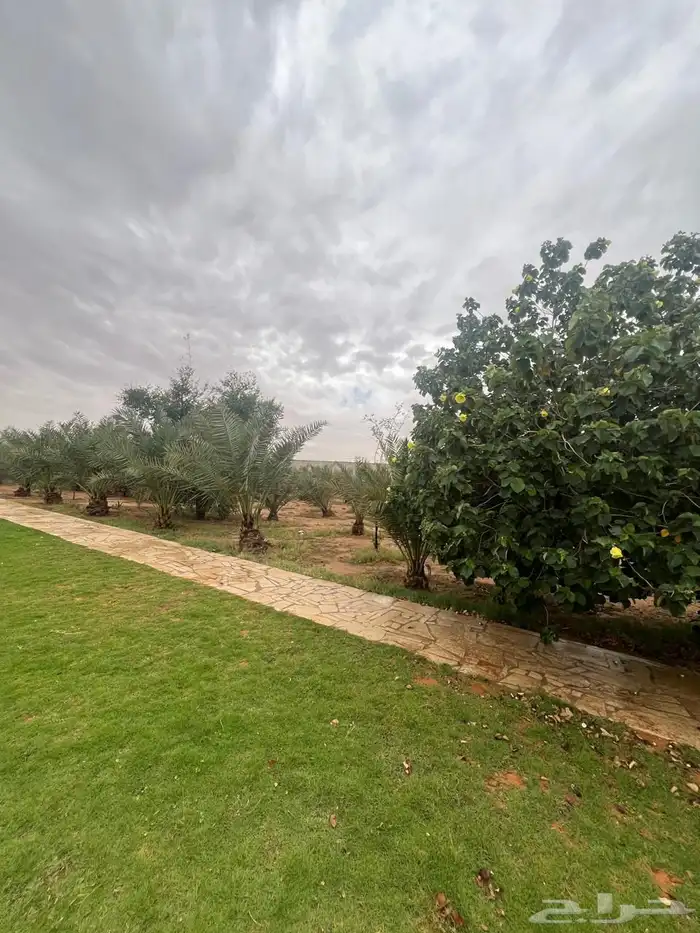 استراحه للايجار اليومي بالقديه ضرما 400 7