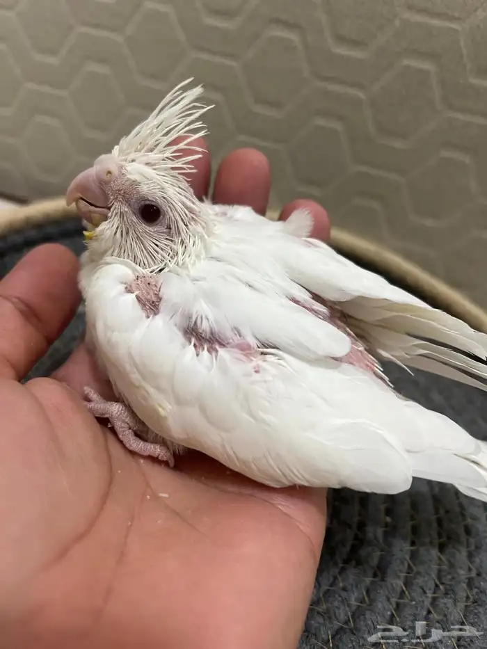 فرخين كروان البينو عيون حمراء 0