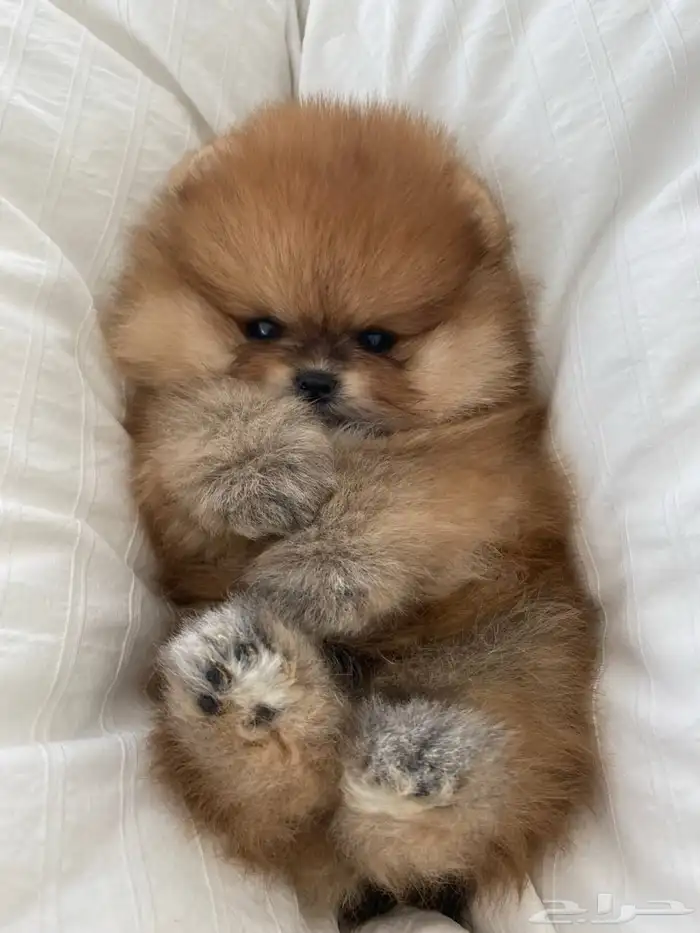 كلاب موبيرانيان مني 5