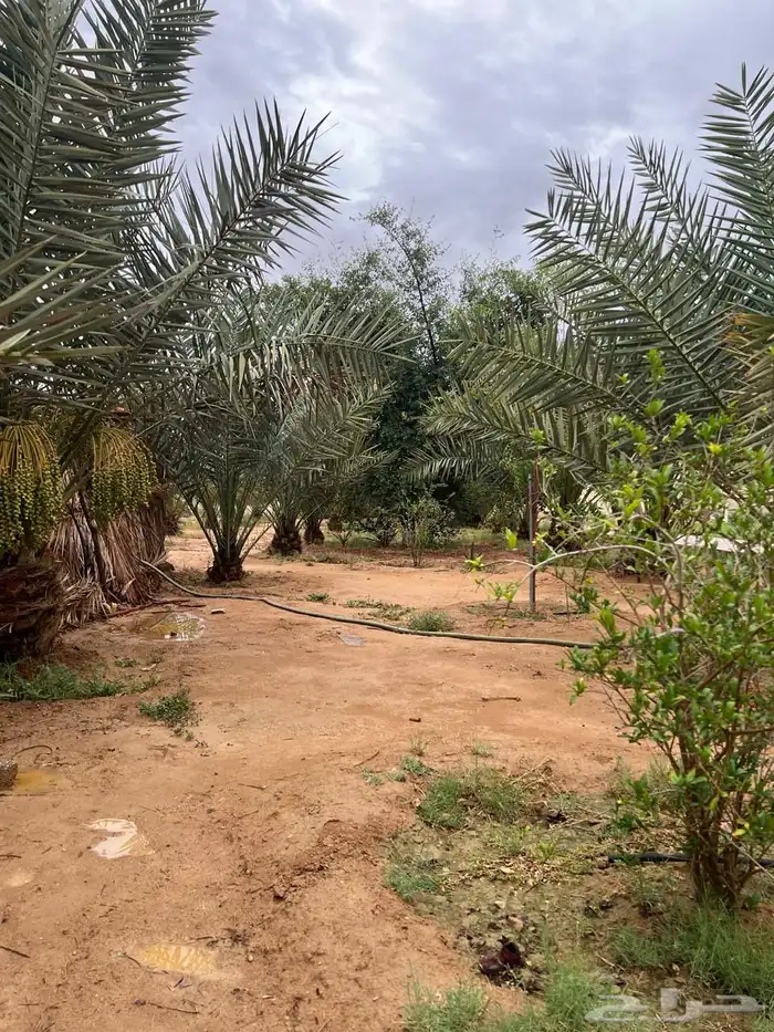 استراحه للايجار اليومي بالقديه ضرما 400 9